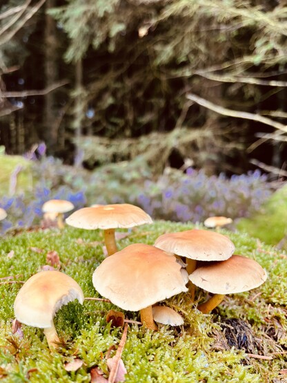 mushrooms growing out of a mound of moss with a forest and purple heather in the background