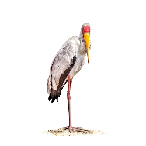A comical and beautiful Yellow Billed Stork on the Kazinga Channel, Uganda