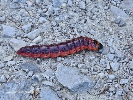 dark red caterpillar with black head and dark brown stripe on it's back