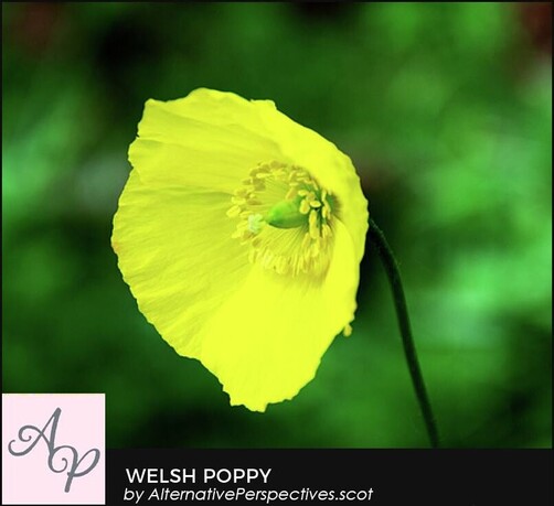 This is a vibrant yellow Welsh Poppy.  As this photo is taken looking into the poppy we can see the stigmatic discs very clearly.