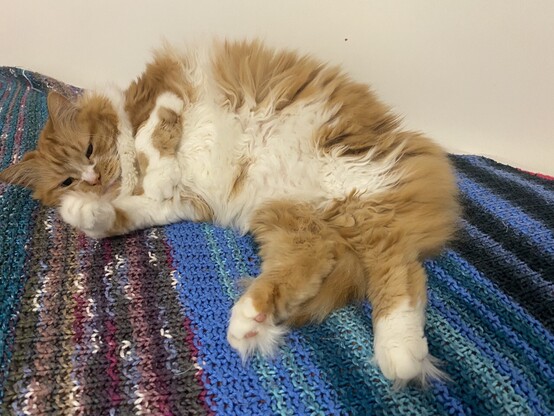 A long-haired ginger tab cat leans on his right side on a knitted blanket. His right paw is curled, with his head resting on the leg.