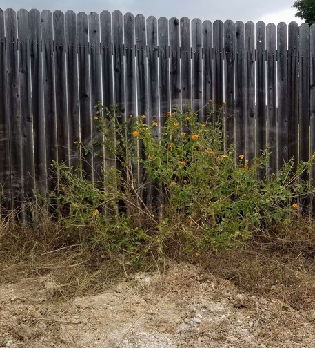 A scraggly lantana bush against a dark gray fence.