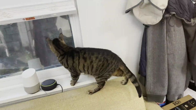 A tabby cat looks with great interest out a window, then turns and runs away.