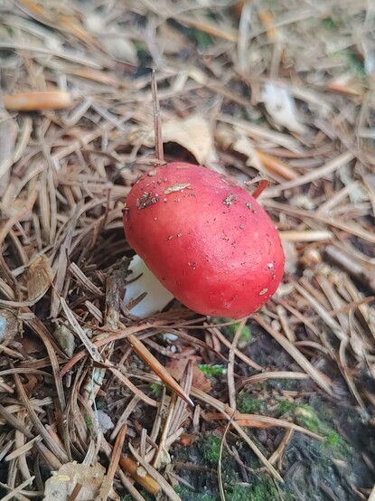 Zwischen Nadelbaum-Nadeln und trockenen Ã„sten wÃ¤chst ein winziger Pilz mit einer roten Kappe und einen weiÃŸen Stiel.

A tiny mushroom with a bright red cap and a white stem among pine needles.