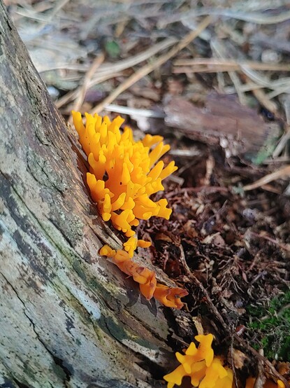 An Totholz wÃ¤chst ein orangefarbiger korallenfÃ¶rmiger Pilz.

A brightly coloured orange fungi shaped like a coral.