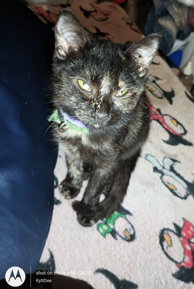 Tortie kitten sitting upright on a light colored blanket decorated in happy penguins with polka-dotted scarves (green, red, or light blue with white spots). Kitten appears to be glaring right at the camera.