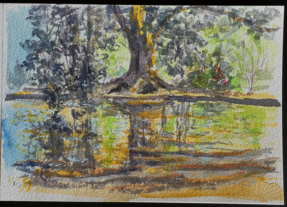 A plein-air gouache painting of a great Moreton bay fig tree. It is reflected in the pond in the foreground. Slanting sunlight casts translucent shadows on the surface of the pond.