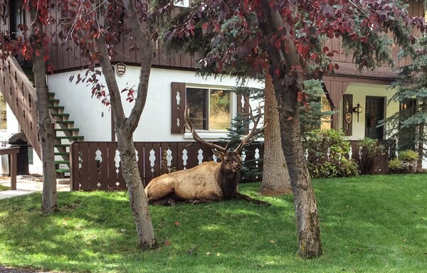 Photo of a bull elk relaxing on the lawn in front of a motel unit in Estes Park, CO. October 2014. It’s the elk rut season, so this guy is exhausted. He’s got 6 or 7 points, so he’s an old guy, and may have lost his harem to a younger stud.