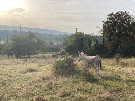 A grey donkey standing on a pasture, next to a shrub, looking away from the camera into the distance. The sun is rising and itâ€™s a bit foggy. 

Background: Trees, power line, blue hills.