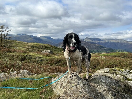 Black and white Springer Spaniel stood on a small rock surrounded by grassy knolls with Lake District high cells on the horizon. The dog is attached to a long blue training line which is draped on the ground.
