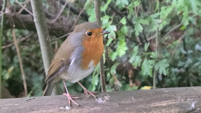 A European Robin perched on a fence   chatting. The wind is blowing its feathers about.