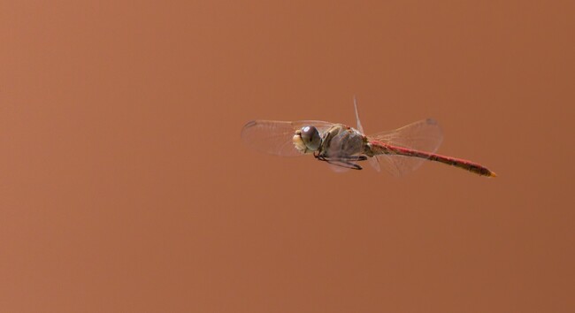 Side view of a dragonfly flying past with a terracotta wall background.