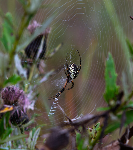 Photograph of a Yellow Garden Spider, who has set up their web in a late season purple thistle plant. Their body black and yellow, and legs black and orange, they sit in the middle of their web, above a bold zigzag of silk. The light is dark and muted from the overcast sky, and the colors dark and saturated from the rain.