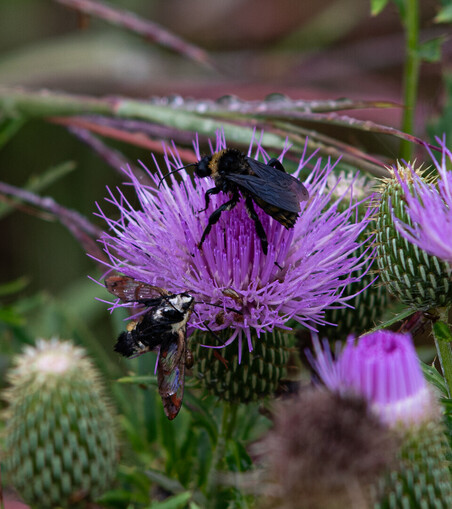 Photograph of a purple thistle bloom, with a bumblebee on top, and a Snowberry Clearwing hanging onto the side. The light is dark and muted from the overcast sky, and the colors dark and saturated from the rain.