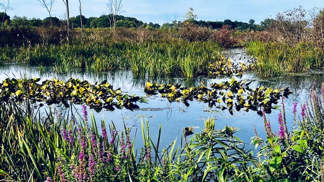 Purple flowers in the foreground and an wetland pond with lily pads I. The background