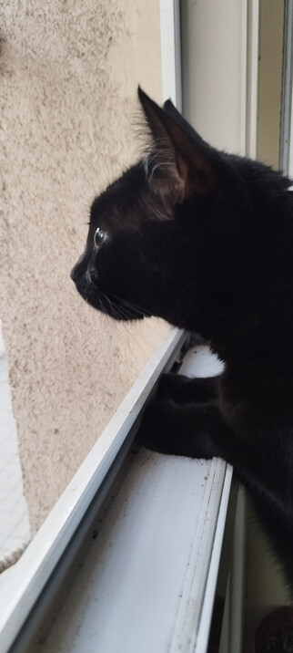 A black cat with green eyes, her forepaws on the window, glaring out of the window.