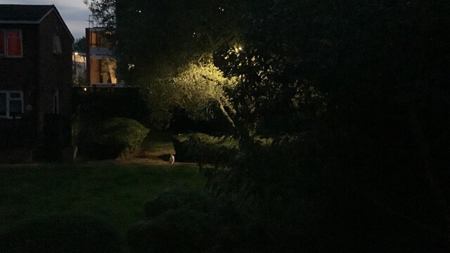 A lone cat sitting under a lamplight covered by a big tree as the day ends and night srttles in