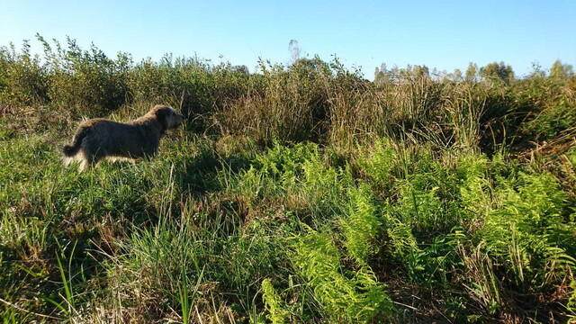 A dog standing on a wetland meadow, looking into distance, near a patch of young ferns.