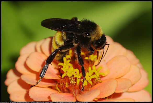 An American Bumble Bee (Bombus pensylvanicus) was pollinating a Zinnia flower in Norman, Oklahoma, United States on August 17, 2023