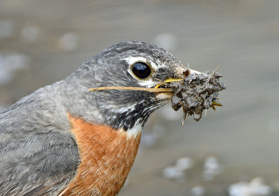 A robin with a beak full of mud and grass