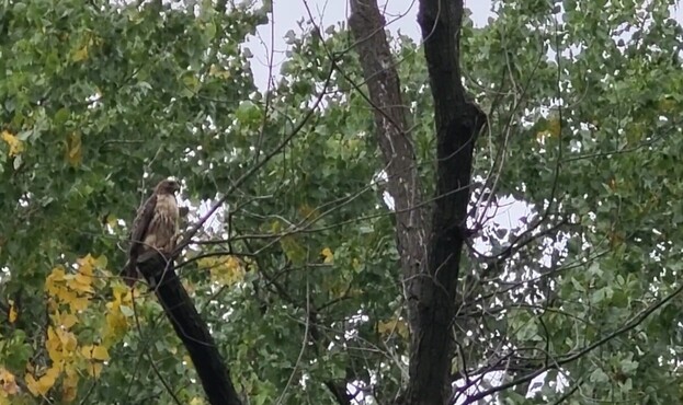 A hawk, perhaps red-tailed, perches on a branch of a dead-looking tree. There are no leaves on the bare branches. Behind it, green and yellowing leaves from other tree fill out the tree canopies.