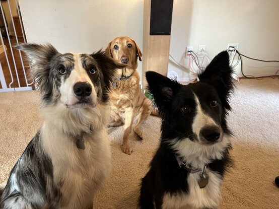 Three dogs sit patiently, looking at the camera waiting for food.  They are two young Border Collies and an elderly Labrador.
