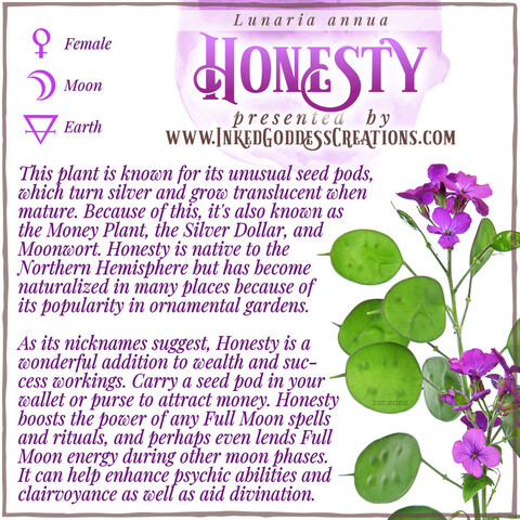 A graphic about the plant Honesty featuring a stock photo of an honesty stem bearing large round green seed pods and clusters of purple flowers on a white background. The text details the plant's symbolism, magickal properties, and metaphysical correspondences. Presented by Inked Goddess Creations.