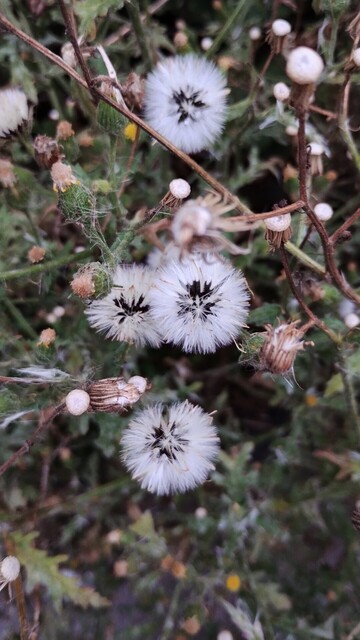 Plants which have ceased flowering and moved to the small, spherical, fluffy, white ball of seeds, like white hair, ready to be blown away on the breeze