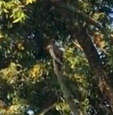 Blurry image of a small hawk perched upright on a dead tree limb in front of a leafy background.
