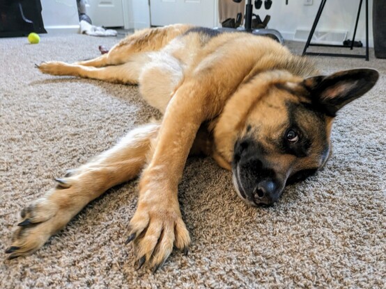 German shepherd girl laying all stretched out on the carpet. It looks like her paw is reaching for the camera.
