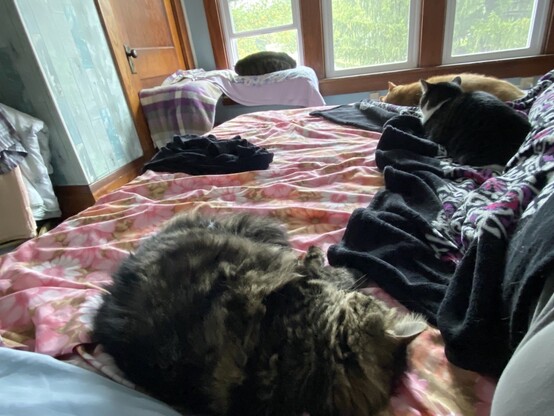 All 4 cats sleeping near me: Liam on the window bench by the open window, Daddy, Jukka on the black, pink and white pattern blanket on the bed by my feet, and Mama reclining by the pillows at the top of the bed
