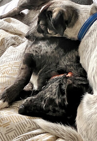 Two dogs, one mostly black, one mostly white, lying top to tail, and unusually peacefully, on a patterned bedspread.
