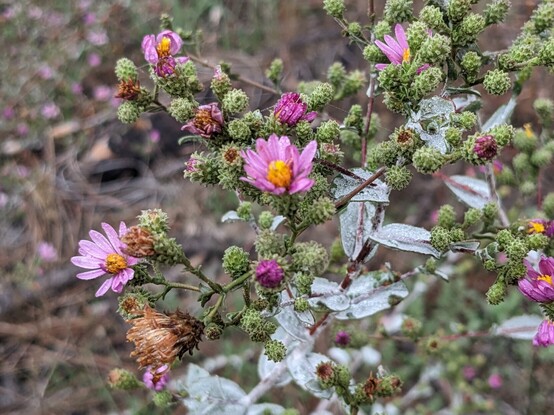 A small pink flower with spiky bulbs beneath it and green leaves in the background