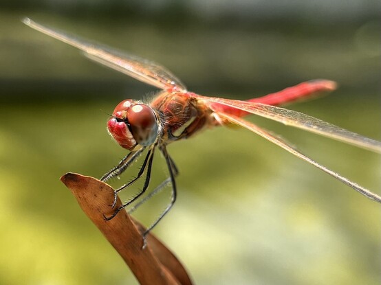 A male sympetrum fonscolombii perched on a leaf