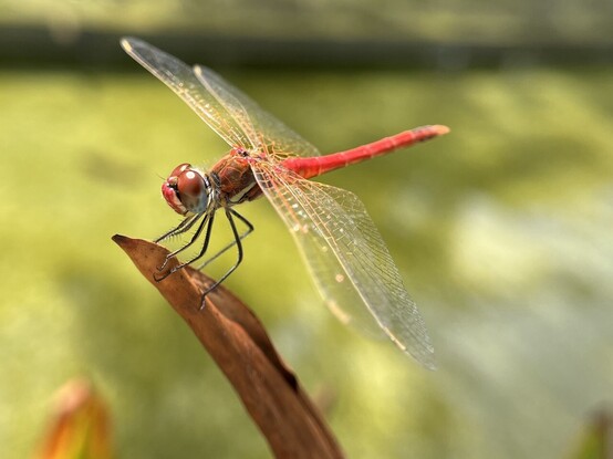 A male sympetrum fonscolombii perched on a leaf