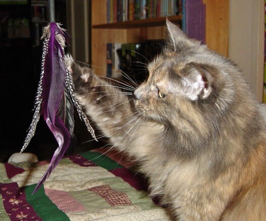 A longhaired tortoiseshell cat touches purple and gray feathers at the end of a wand toy, illustrating Why We Should Name Our Cat’s Toys.