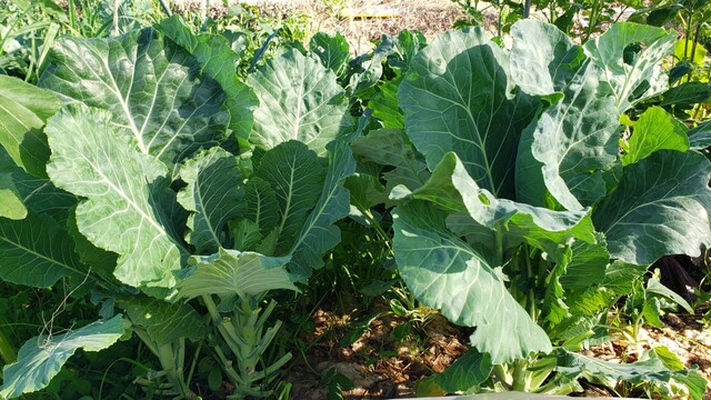 Several collard green plants out of more than a dozen at the height of their green beauty with ginormous leaves.