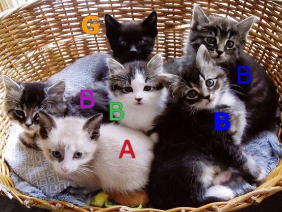 A litter of kittens in a basket, labeled according to Cat Type with big colorful letters, illustrating Gracie's Babies.