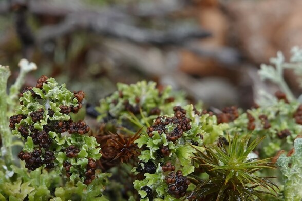 A Lichen with small, light-green leaves (squamules) and many dark brown global fruiting bodies (apothecia).
The lichen grows on the ground.