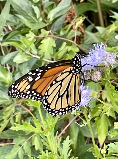 Photo of a monarch butterfly on mistflower.