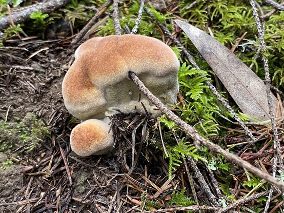 Fungi growing around a thin twig