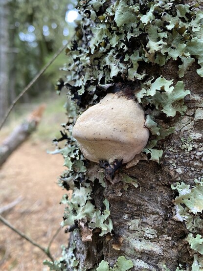 Small triangular fungi on the side of the tree