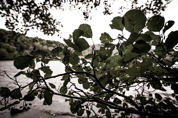 Monochrome shot of leaves on a branch with the sunlight showing through them. Background of lake and waves