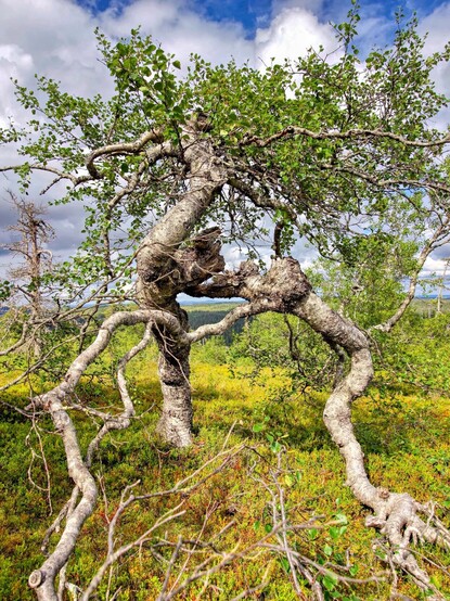 Vertical image of a very twisted birch tree: two branches look like aerial roots trying to hug the photographer. Sunny day with white moulds at the horizon, green and reddish moss surrounding the tree.