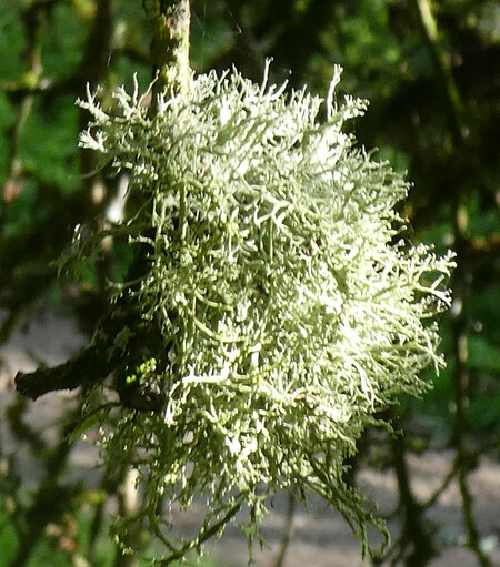 A fluffy, grey-green ball of lichen