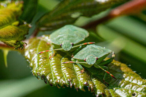 Green shield bugs