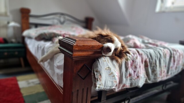 Hund liegt sehr faul auf dem Bett
