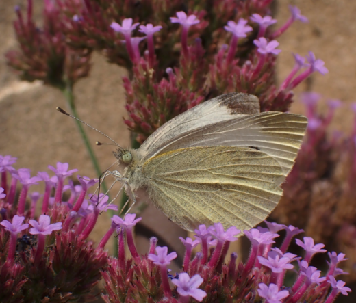 A whitish-greenish butterfly with darkened wing tips sips nectar from an array of small, pink flowers that look like little trumpets. Its proboscis fully extended into one of the flowers, its large greenish eyes presenting a false pupil, and its clubbed segmented antennae sticking out ahead about the length of its own body.
