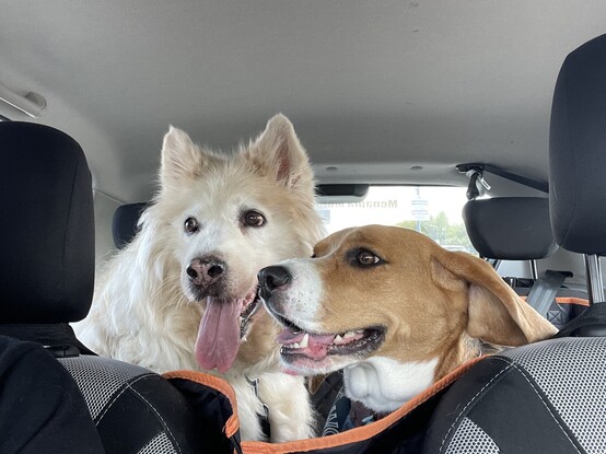 Cleo, a while, black and tan beagle with Nava, a Siberian husky with wolf in her direct ancestry, she is various shades of white.

They both have big grins on their faces as they prepare to go on their first adventure in the car together.