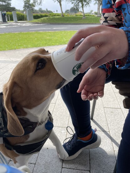 Cleo, a white, black and tan beagle, enjoying her first ever pup cup.